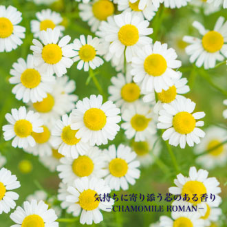 カモミールローマン
