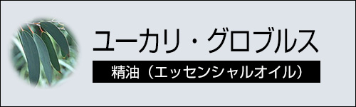 ユーカリ・グロブルス