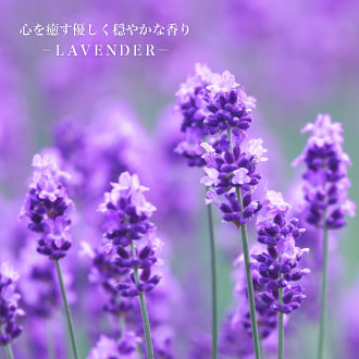 ラベンダー・フランス