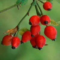 ローズヒップオイル [未精製]