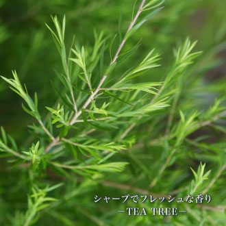 ティートリー